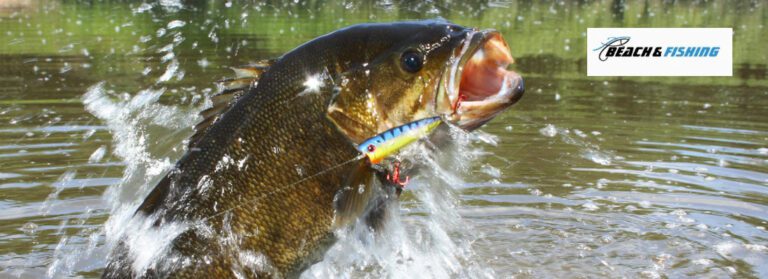 Smallmouth Bass Fishing Tips - Header