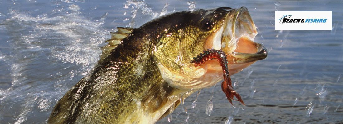 largemouth bass fishing tips - header