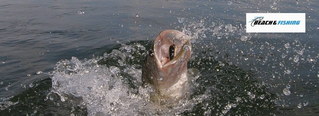 Lures for Largemouth Bass - Header