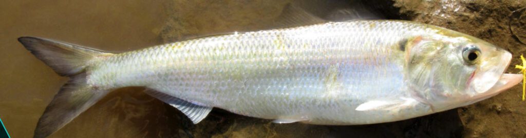 Best Bait For Largemouth Bass- Shad