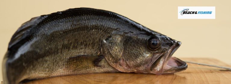 can you eat largemouth bass - header