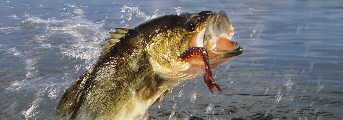 largemouth Bass - fish jumping out of water