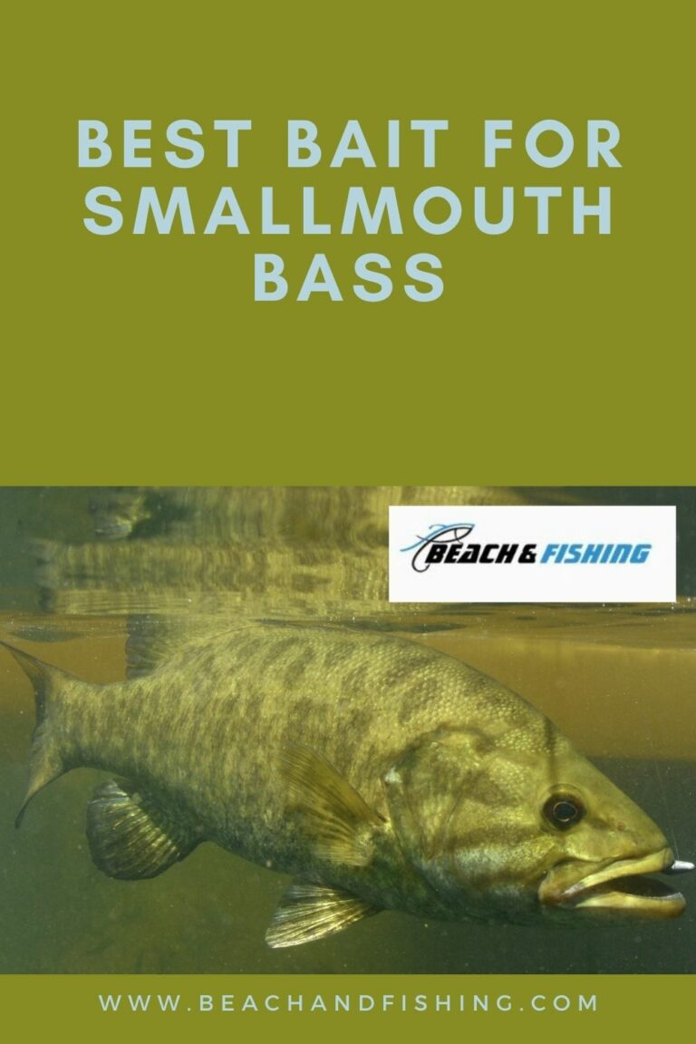 Best Bait For Smallmouth Bass To Take A Bite Out Of In 2022