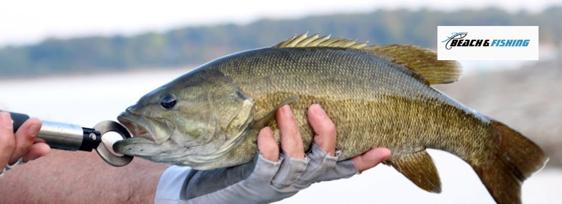 can you eat smallmouth bass - header