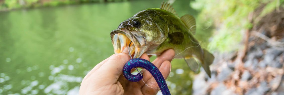 Fish For Bass With Dropshot Rigs - Bass with hook