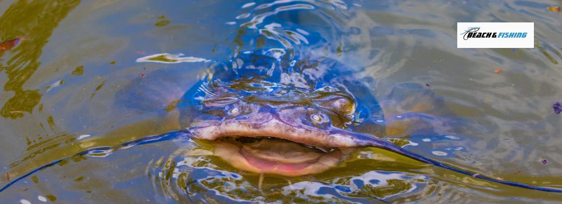 5 Tips for Catching Catfish - header