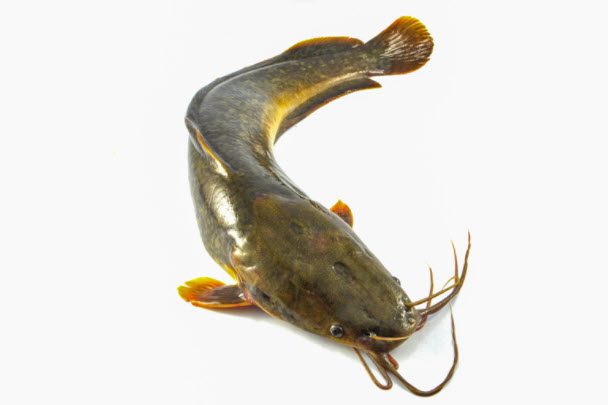 Catfish - Catfish with barbels