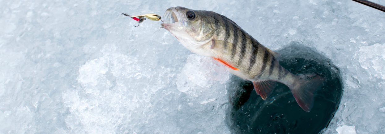 how to attract fish ice fishing - fish out of ice
