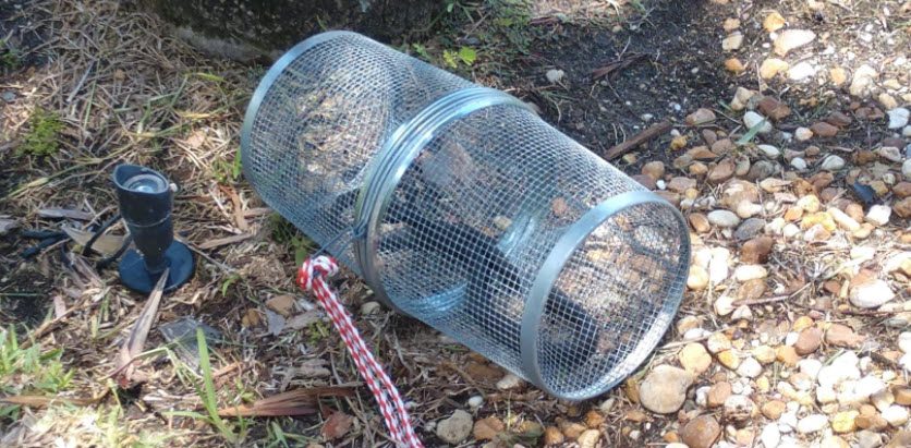 Best live bait traps - live bait trap