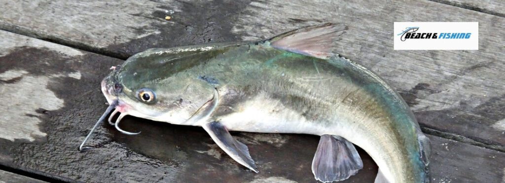 best bait for catfish - header