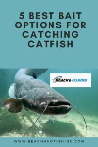 best bait for catfish - pinterest