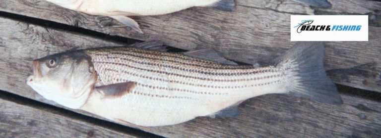 Can You Eat Striped Bass - header