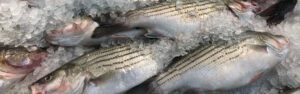 Can You Eat Striped Bass - striped bass on ice