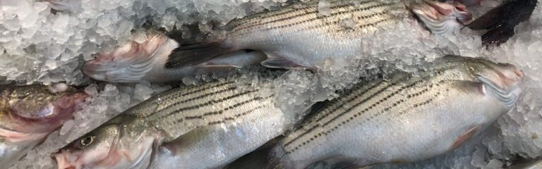 Beautiful Can You Eat Striped Bass Landscape Digital Art Beautiful Can You Eat Striped Bass Landscape Digital Art