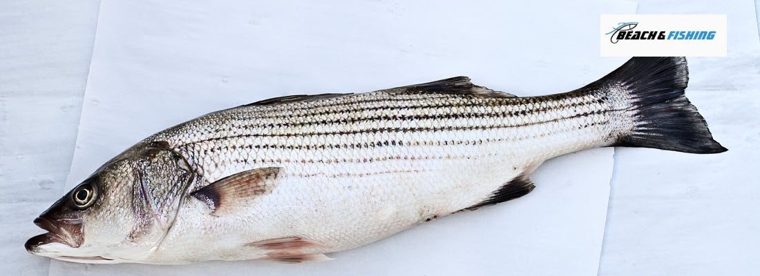 Striped Bass - Header