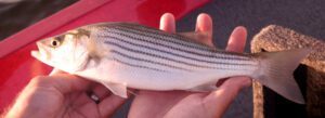Striped Bass - Striped Bass in a boat