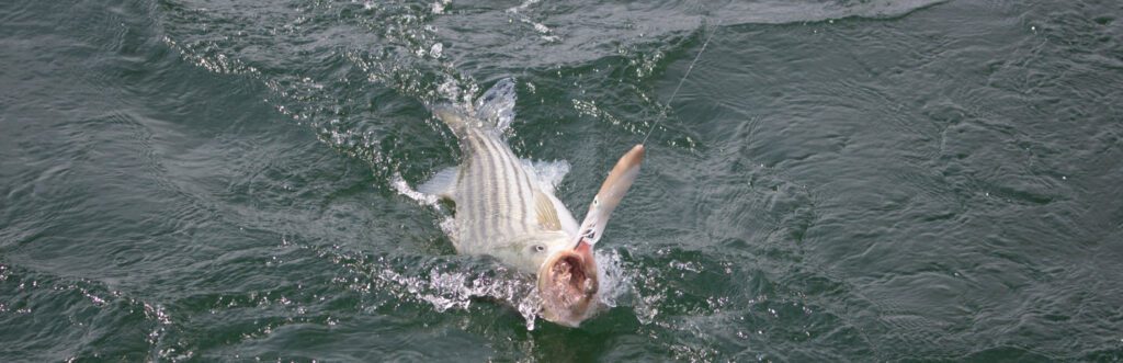 Tips for catching striped bass -Striped Bass with lure