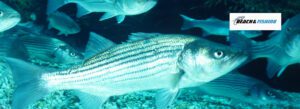 Tips for catching striped bass - header