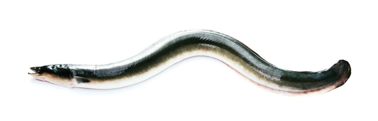 best bait for striped bass - Eels