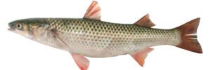 best bait for striped bass - Mullet