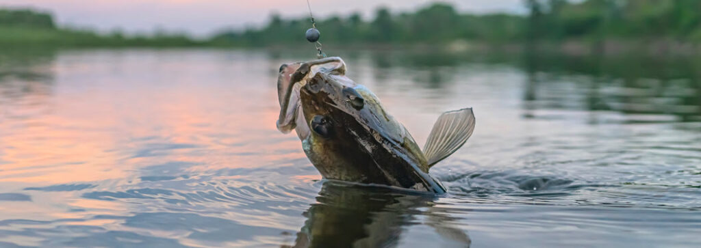 best live bait for walleye - caught walleye