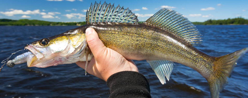best lures for walleye - walleye on soft plastic