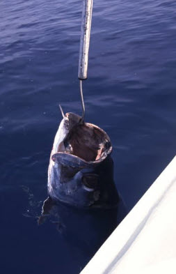 Best Gaff Hooks for Deep Sea Fishing - gaff hook