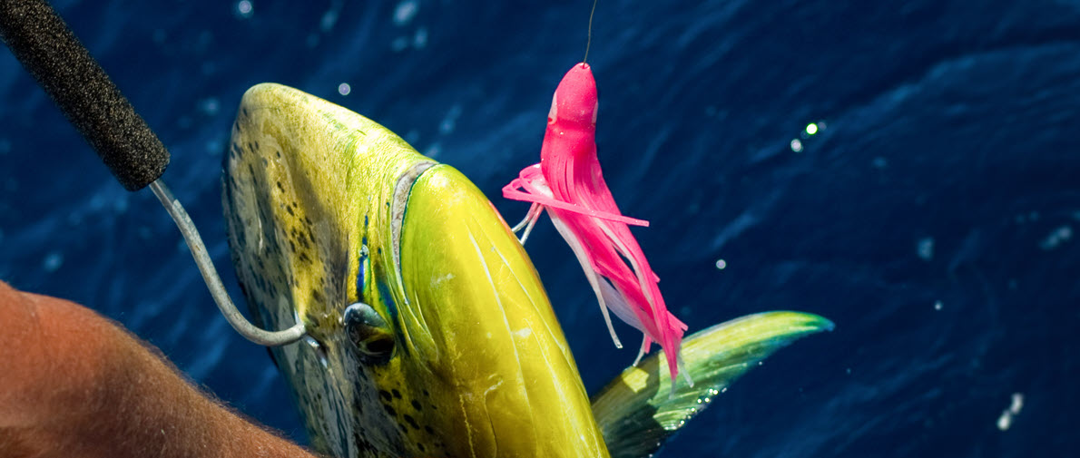 3 Best Gaff Hooks For DeepSea Fishing In 2024