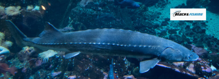 Best Live Bait Options For Sturgeon - Header