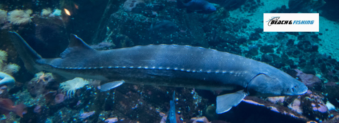 Best Live Bait Options For Sturgeon - Header