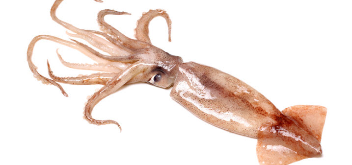 best bait for Halibut - Squid