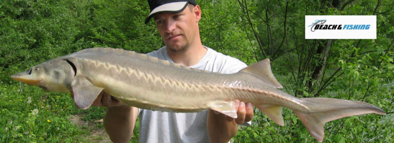 tips for catching Sturgeon - Header