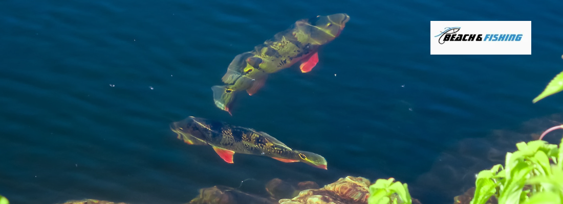 Tips for catching Peacock Bass - Header