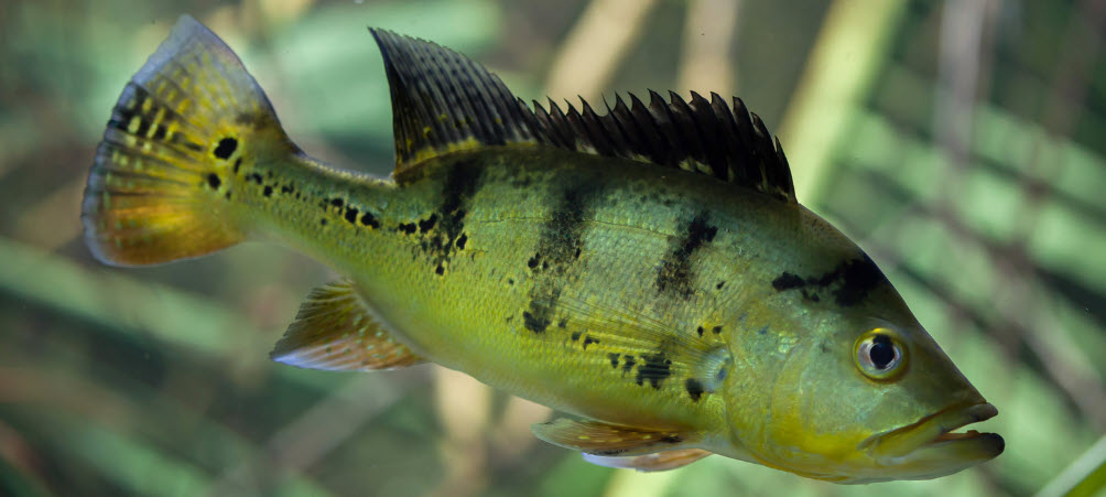 Tips for catching Peacock Bass - Peacock Bass