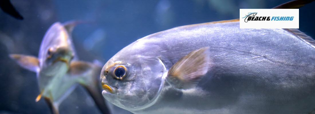 Tips for catching pompano - header