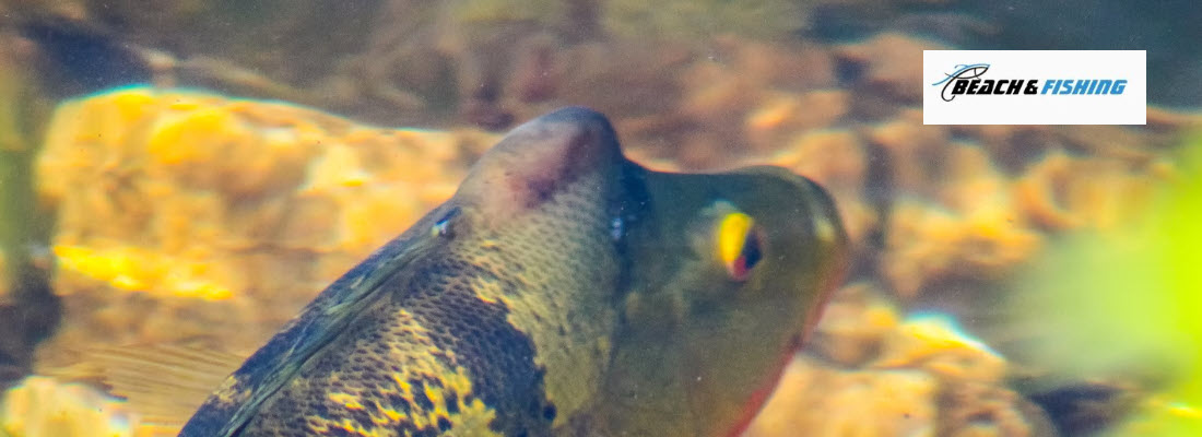 best live bait for Peacock Bass - Header