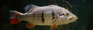 Best Live Bait For Peacock Bass To Launch At In 2026