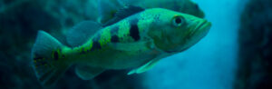 Best Live Bait For Peacock Bass To Launch At In 2026