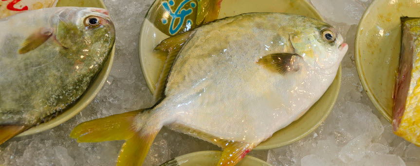 can you eat pompano - Pompano on a plate