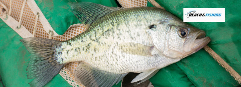 Can you eat crappie - Header