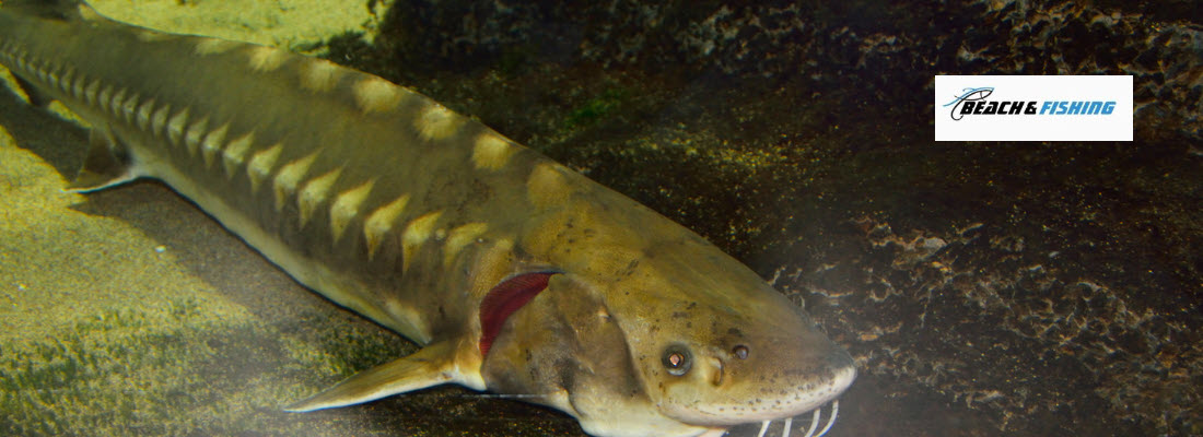 best lures for sturgeon - header