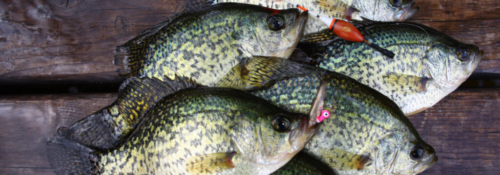tips for catching crappie - crappie with lures and a bobber