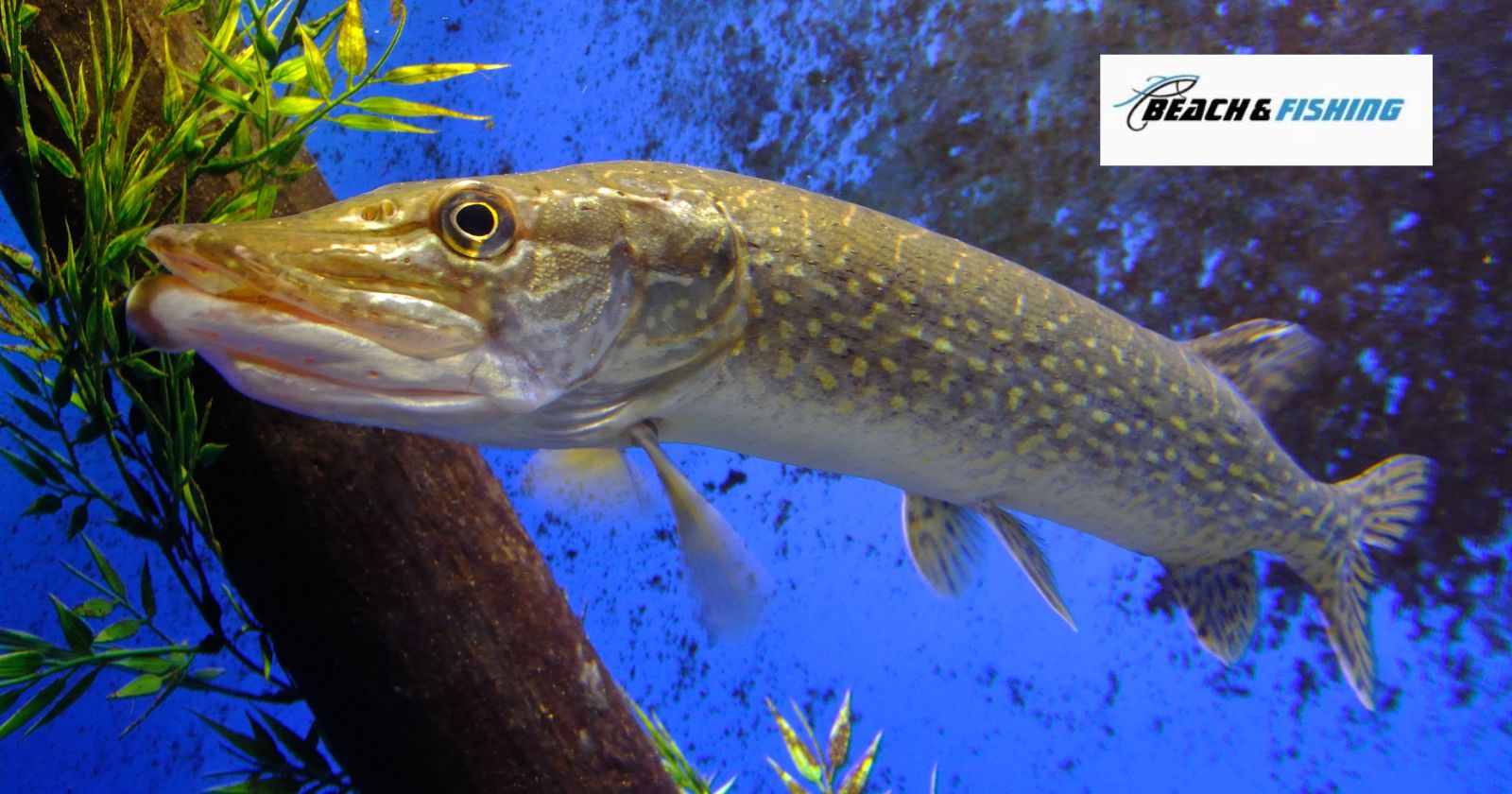 5 Best Live Bait Options For Northern Pike In 2023