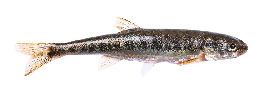 live bait options for Northern Pike - Suckers
