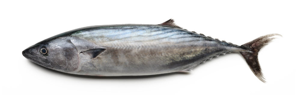 live bait options for skipjack tuna - Bonito