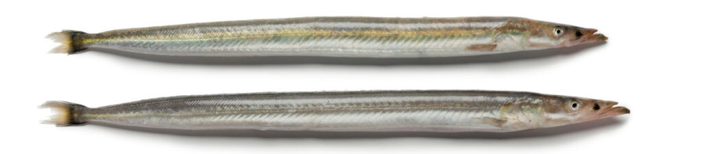 live bait options for skipjack tuna - sand eels