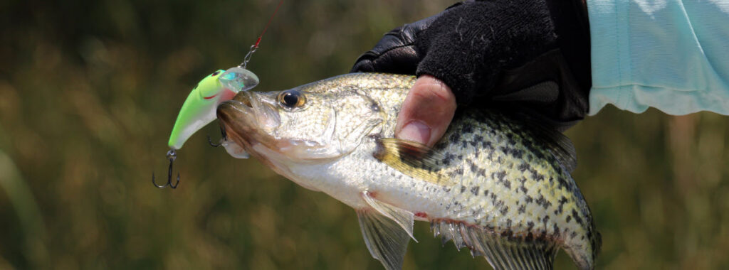 rod and reel combos for crappie - crappie on lure