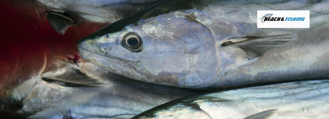 Lures for Skipjack Tuna - Header