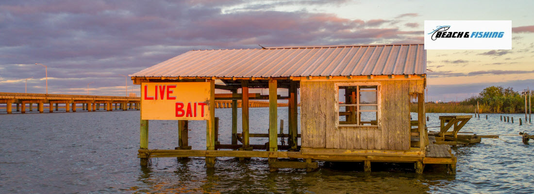 Steps for fishing with live bait - header