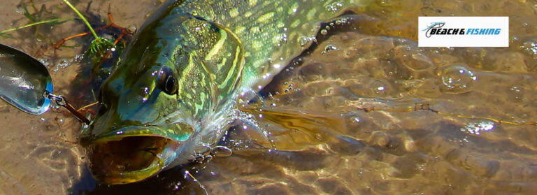 Lures for Northern Pike - Header